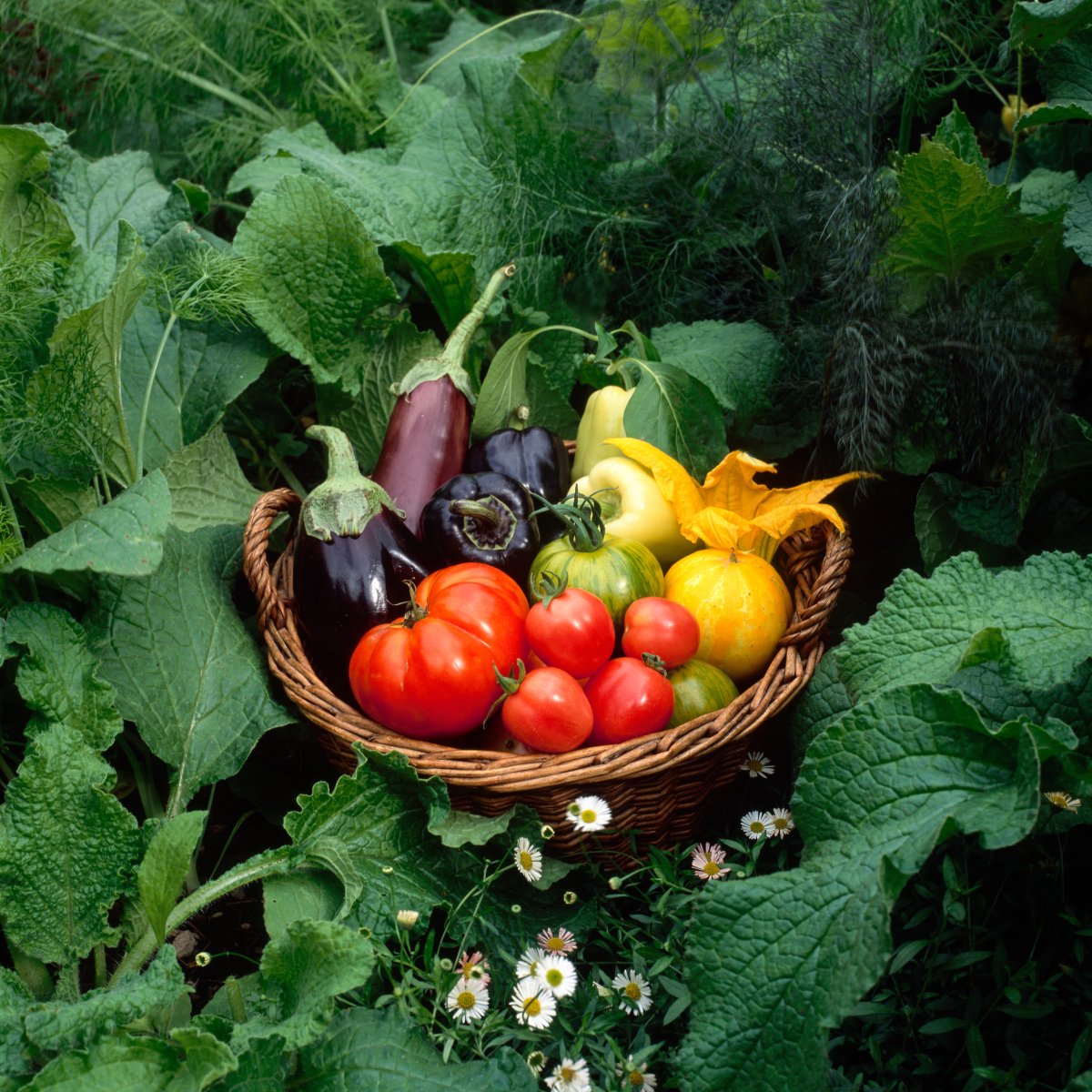 Bargain Basement Veg/Herbs 
10 packets (strictly our selection) for the bargain price of £4.95 Not only do you save some money but you also get the excitement of finding out what’s in your mystery packet!

Buy yours here: chilternseeds.co.uk/item_1327H_bar…