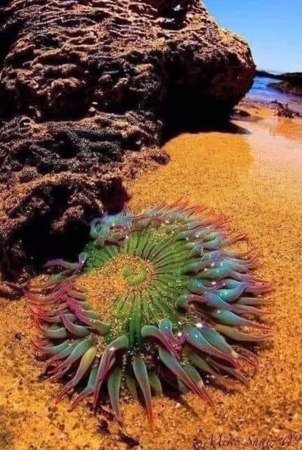 Deniz anemonu, gezegendeki en alışılmadık canlıdır.
Genetik olarak bu canlı; yarı bitki yarı hayvandır. Bilim insanları genlerini detaylı inceledikten sonra bu iddiayı ortaya koymuştur. Uzun zamandır hayvan olduğu düşünülse de genetik kodu, bitkileri daha çok anımsatmaktadır. 😲
