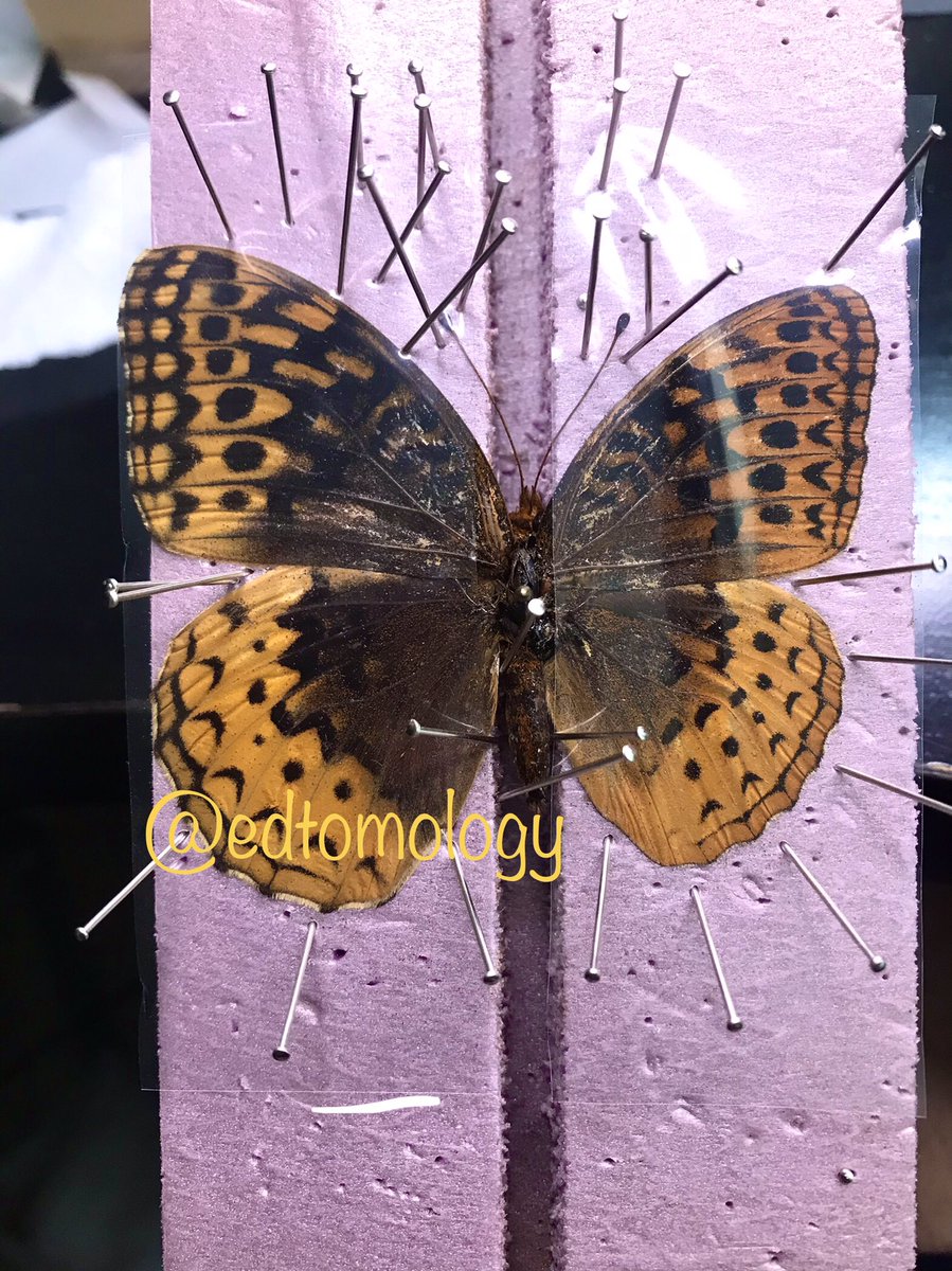 Every entomologist dreams of finding a rare gynandromorph! Perfectly divided. One side female, the other male. Some of us are lucky to find more than one. This is my first bilateral gynandromorph! I almost missed it in the pile I collected. 

#entomology #gynandromorph #insects