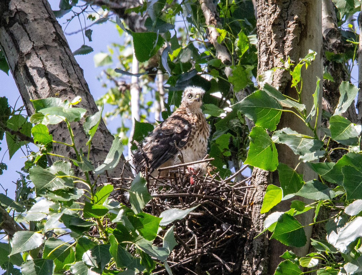 mbueckert's tweet photo. Scenes from the Cooper’s Hawk nest in Parc Lafontaine #birdsofmontreal #quebecoiseaux https://t.co/xJRMe7VCoG