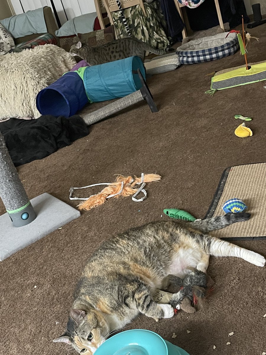 @come_for_t Little Puss snuggling her toys.

#CatsOnTwitter #CatsOfTwitter #CuteCats #Cats #Cat #CuteCat #CatLife #CatLover #CatLovers #TabbyTroop #CalicoCrew