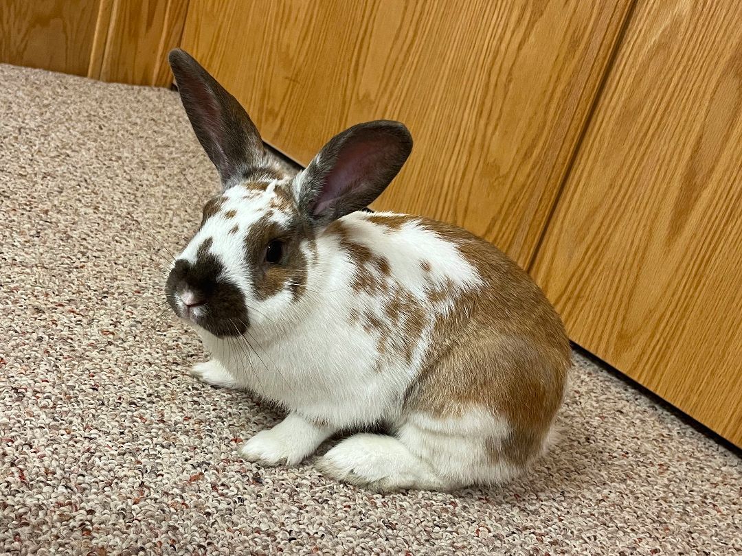 Louie is an adult bunny rabbit from #Harrisburg, PA. petfinder.com/petdetail/6009…