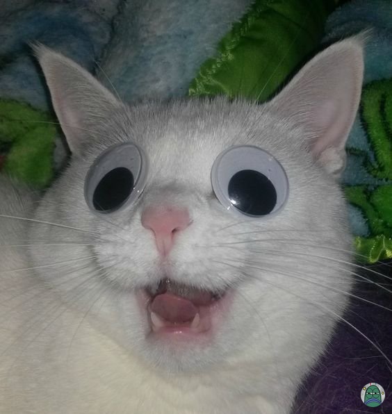 Tanyarlfes tweet media