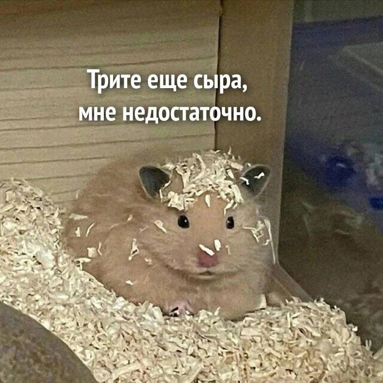 Eidoline_core's tweet photo. Это теперь мой любимый мем. Про меня. https://t.co/6FugEAD2cc