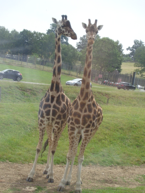 WoodOxhey's tweet image. Such a fantastic WHOLE SCHOOL TRIP today! We had the best day!🚍☀️🦁🐒🍦Thank you to all the amazing parent helpers and our fabulous staff team for enabling our children to have this experience   #inclusion #enrichment #learningtogether @Agora_LP
