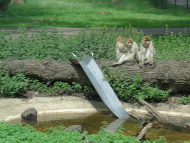 WoodOxhey's tweet image. Such a fantastic WHOLE SCHOOL TRIP today! We had the best day!🚍☀️🦁🐒🍦Thank you to all the amazing parent helpers and our fabulous staff team for enabling our children to have this experience   #inclusion #enrichment #learningtogether @Agora_LP