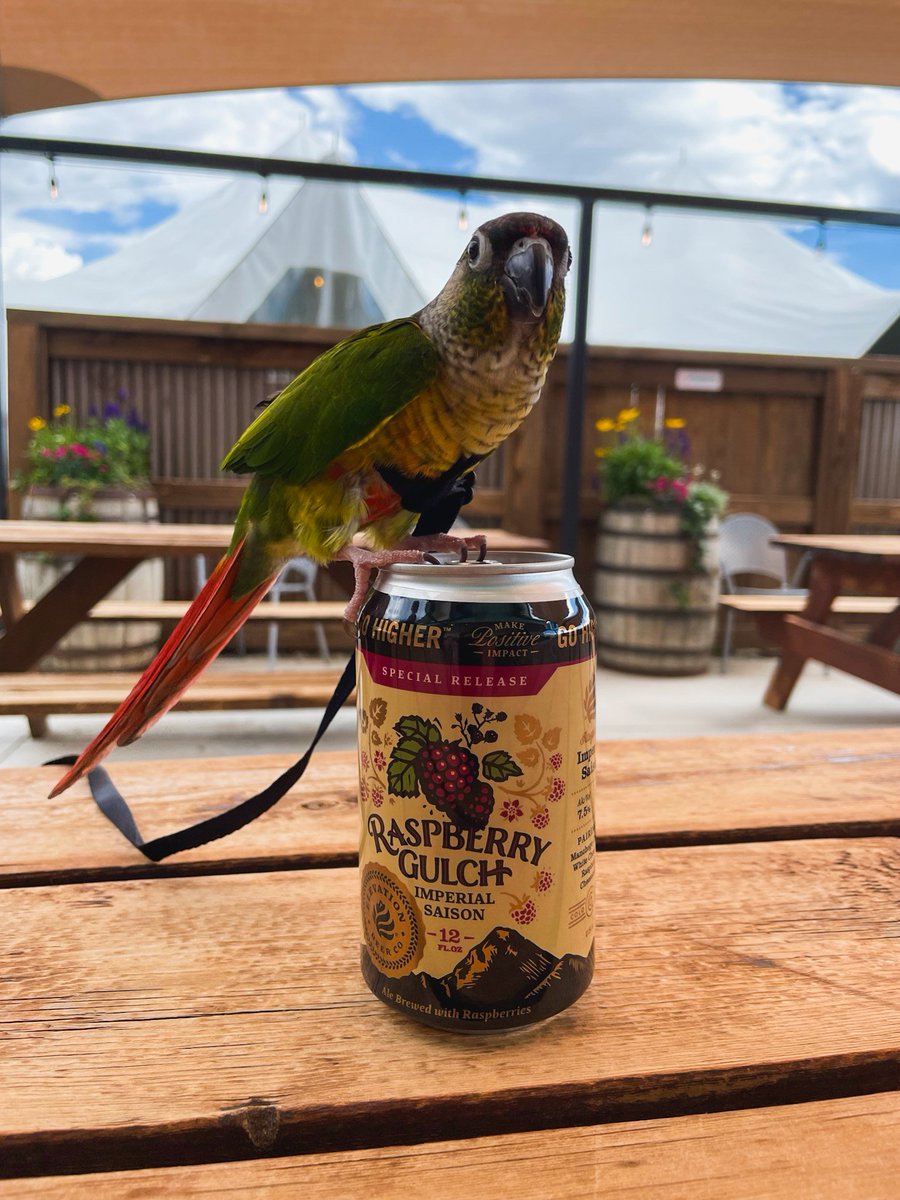 It's patio season! Our patio and tent are pet-friendly for friendly pets. Friendly reminder that leashes are required, even if you're a Conure Parrot. 😉