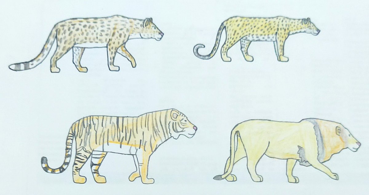 Bigcats of Asia indian Leopard Amur Leopard Siberian tiger and Asiatic lion.

#Siberiantiger #Indianleopard #Asiaticlion #Amurleopard #Bigcats #Wildlife #Animals #Drawanimals #art #Handdrawn