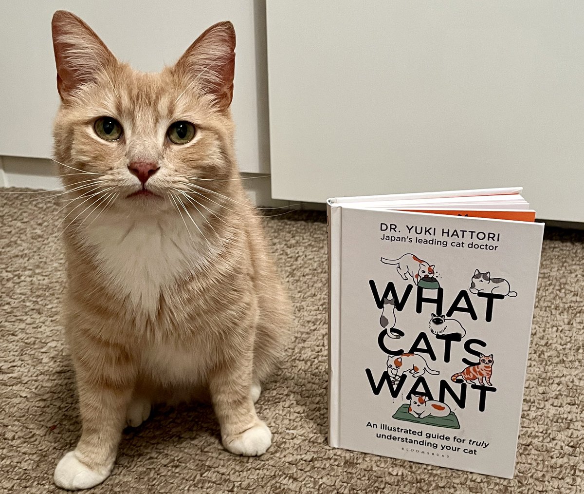Everyone in the world should read this book😹😹😹😹🧡😻🧡 #catsoftwitter #catsontwitter #adoptdontshop #CatsLover #catsprotection #catsprotectionawards #voteeric #rescuecat  #NationalCatAwards