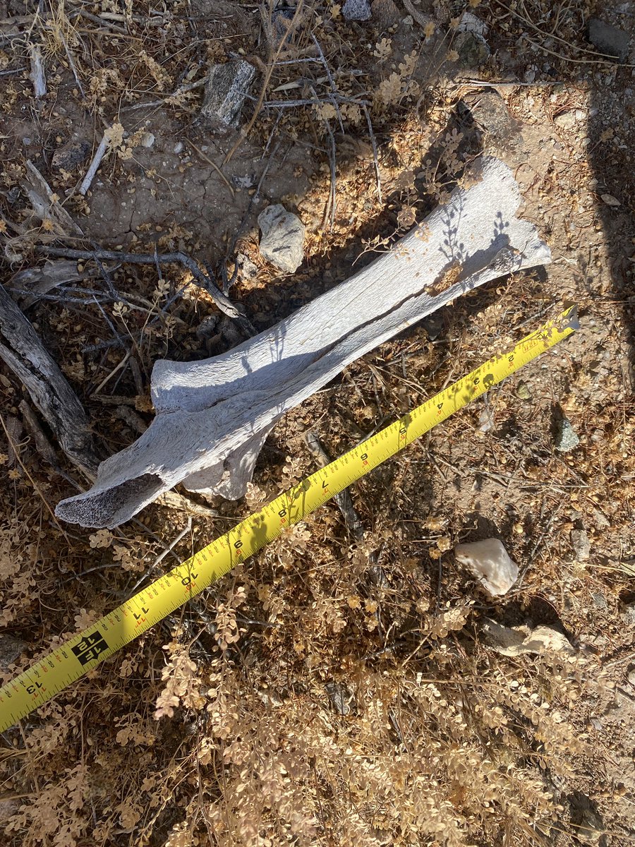SF Investigates on Twitter "Animal i assume but input always appreciated"