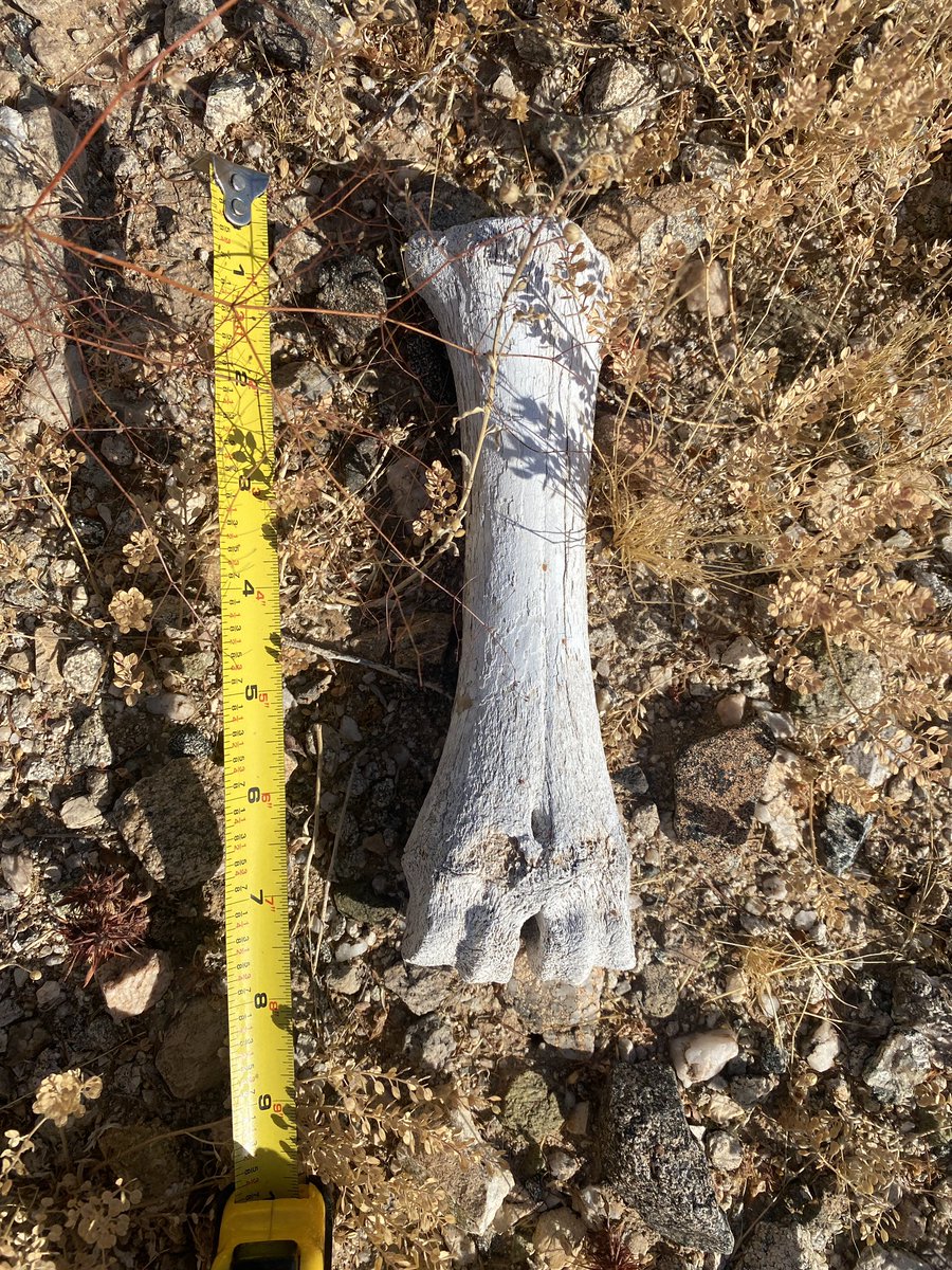 SF Investigates on Twitter "Animal i assume but input always appreciated"