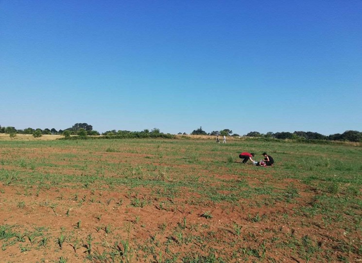 PrimaRecrop's tweet photo. Xanceda demonstration site | Spain

Crops:
Zea mays (summer)
Raygrass, vetch (autumn-winter)

#recrop #agroecosystems #biodiversity #cropdiversification #mediterranean https://t.co/ZzMnjm9n34