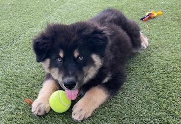 HAPPY FOSTER FRIDAY | Meet Austin

Austin is a 5 month old roly-poly fur-ball with a gentle demeanor. 

Adoption details @ ecs.page.link/JMdKb 

#adoptdontshop #adoptocpets #puppies #adoptme #adoptoc #adopt #shelterpet #adoptionsaveslives #rescued #shelterlife #shelterpets