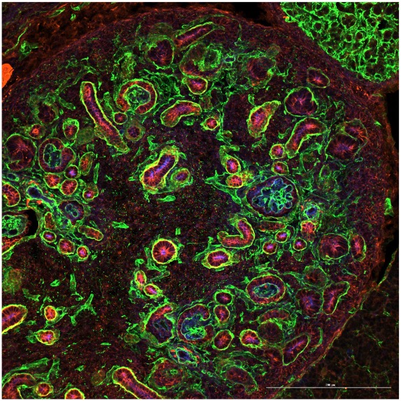 CSHL Mouse Course (@cshlmousecourse) on Twitter photo Hyunwook Lee <a href="/HyunwookLee18/">Hyunwook Lee</a> @DrWillZacharias generated this embryonic mouse kidney immunofluorescence image. He sectioned it on an Epredia Cryostar and imaged it with a BioTek Cytation C10 Confocal Imaging Reader. Thank you <a href="/Agilent/">Agilent Technologies</a> and <a href="/Epredia_dx/">Epredia</a> for your generous support. Hyunwook Lee <a href="/HyunwookLee18/">Hyunwook Lee</a> @DrWillZacharias generated this embryonic mouse kidney immunofluorescence image. He sectioned it on an Epredia Cryostar and imaged it with a BioTek Cytation C10 Confocal Imaging Reader. Thank you <a href="/Agilent/">Agilent Technologies</a> and <a href="/Epredia_dx/">Epredia</a> for your generous support.