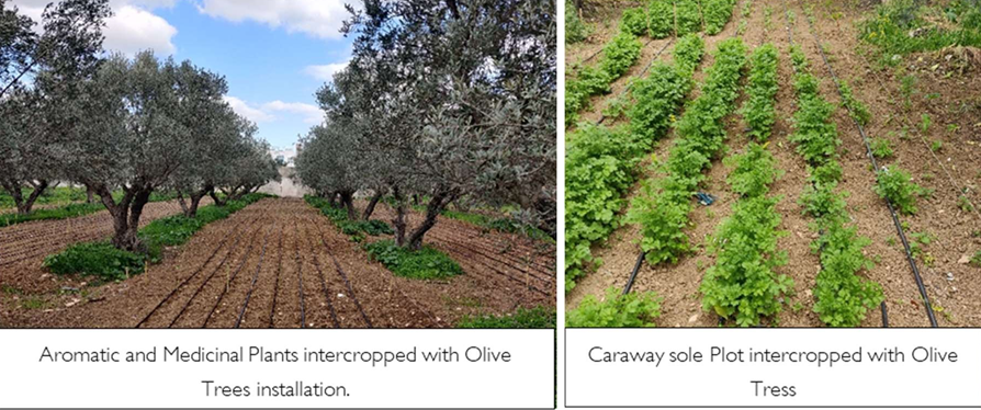 PrimaRecrop's tweet photo. Tunis demonstration site #1 | Tunisia

Crops:
🗸 Coriandrum sativum
🗸 Foeniculum vulgare
🗸Allium sativum
🗸 Pimpinella anisum
🗸 Beans
🗸 Pepper
🗸 Olive tree

#recrop #agroecosystems #biodiversity #cropdiversification #mediterranean https://t.co/L7kRnwr8nj