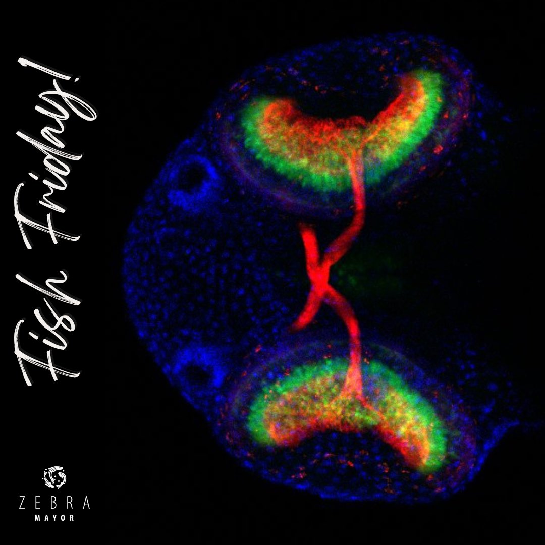 #fishfriday !!
Check out this beautiful ventral view of a 3dpf SoFA embryo by Camila Weiss 
🔬🦓🐟🏳️‍🌈
Observen esta hermosa imagen de un embrión de pez cebra SoFA de 3 días! 

(Atoh:Gap43-mRFP; Ptf1a:EGFP; DAPI)

#zebrafish #confocal #devbio #biodes #zebrafishresearch #pridemonth