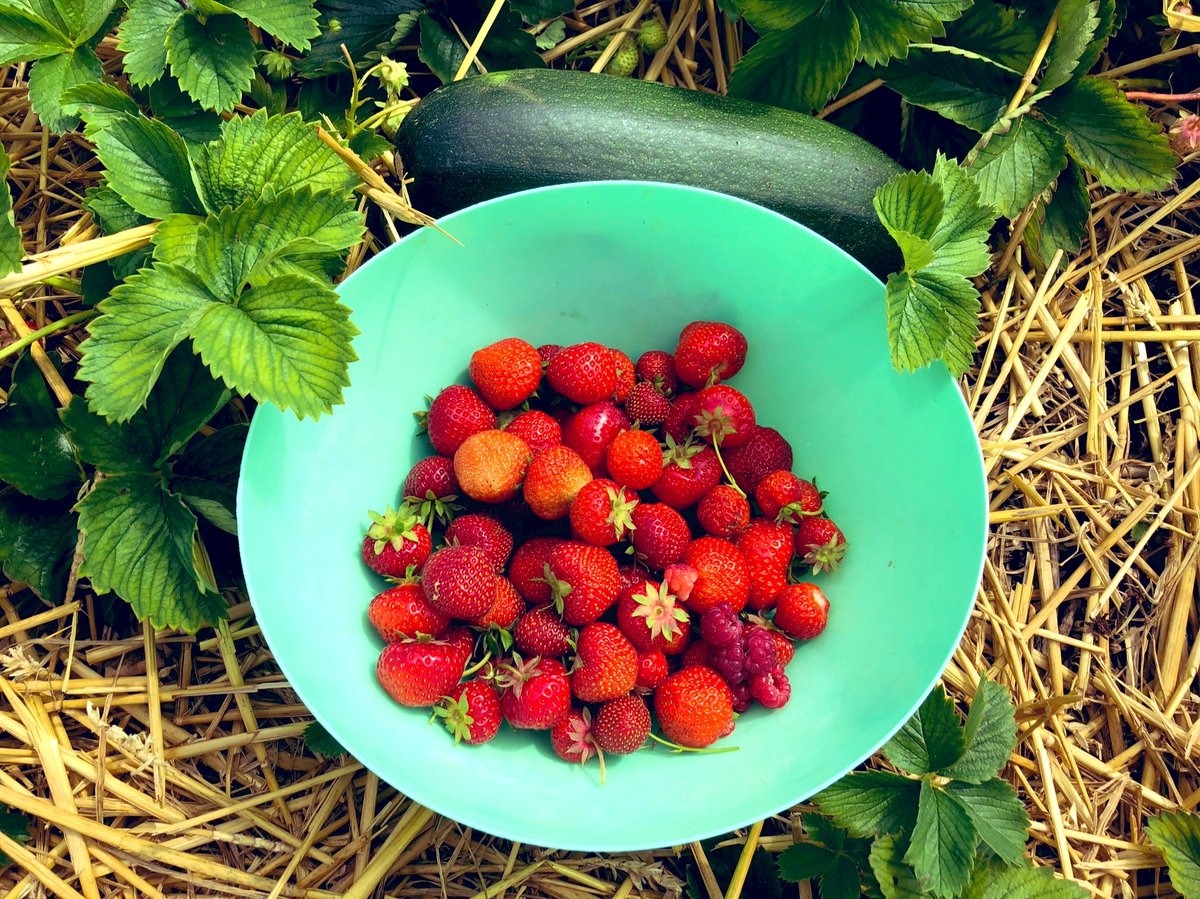 They smell so fresh! It’s been a busy week, so we haven’t had chance to harvest any strawberries since Sunday. This makes up for it 😊

#allotmentlife #allotment #allotmentgarden #allotmentlove #allotmentuk #growyourown #fruit #strawberries