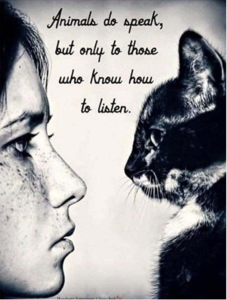 Does your not being able to understand different languages justify murdering them? #NotTheirFault #GoVeganForAnimals