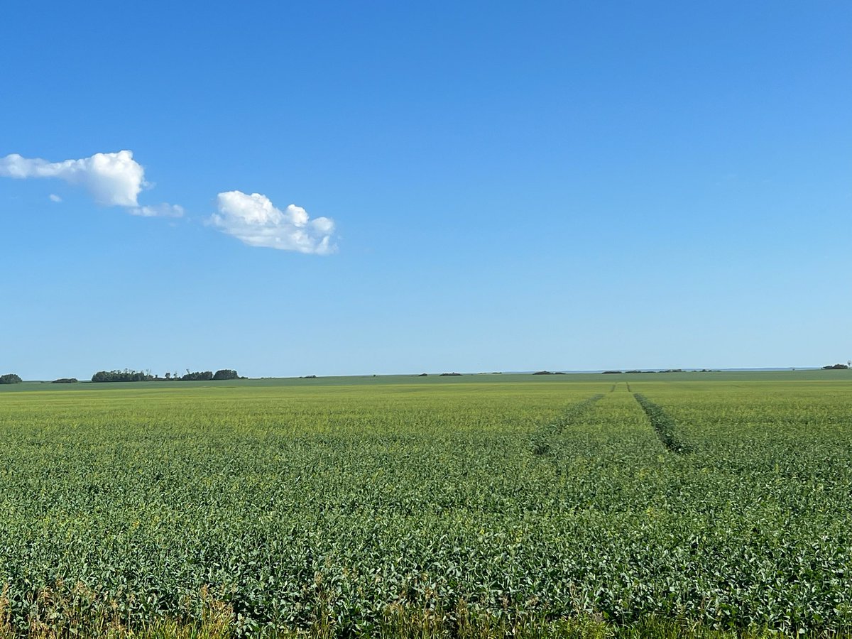 Trinitybiochem's tweet image. What an awesome even bloom on this Canola field, 0.5L of #FullBore on this with 1st pass herbicide #Trinitybiochem