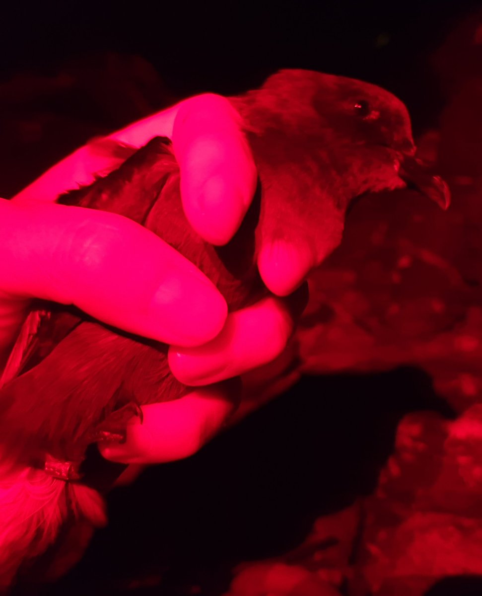 An interesting evening on Egg Island, in just a few hours mist netting we managed to process 53 storm #petrel only 6 of which were retraps, including one originally ringing as an adult in 2009 meaning its at least 14 years old!  #CUStormies #StHelena #StHRS #seabird #conservation