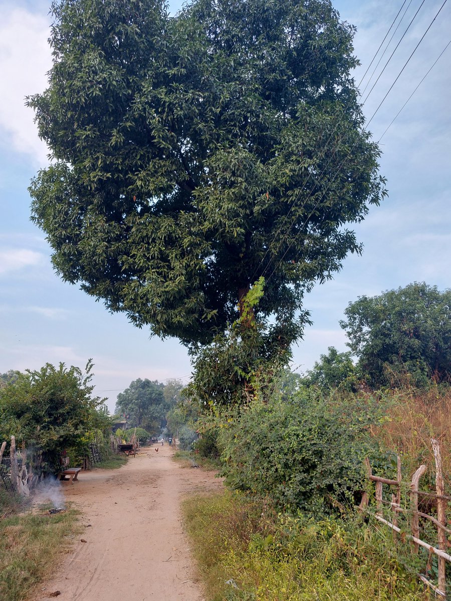 rammohanrsk's tweet photo. A mango tree planted by the first-generation migrants at the resettlement sites sixty years ago. The tree is emblematic of verdant geographies of their lost homeland due to Partition of India, soothing abiding sense of displacement.
#phd #fieldwork https://t.co/Srac1Wm4Pe
