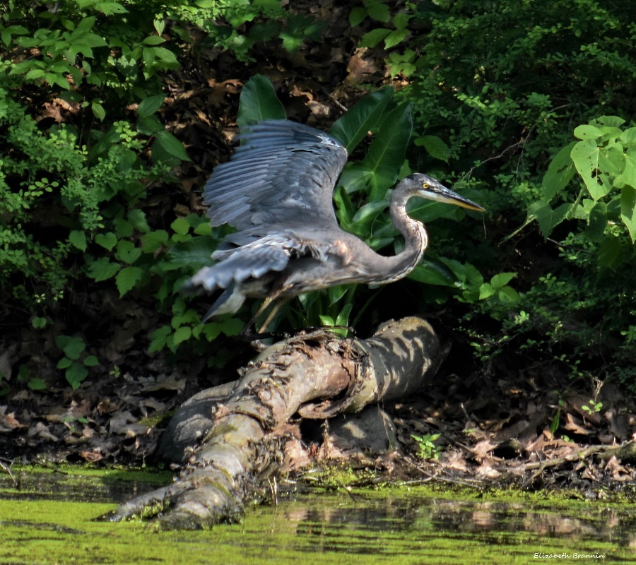 #Heron #blueheron #ByramTownshipNJ #SussexCountyNJ #birds #nature #bird #wildlife #naturephotography #birdphotography #wildlifephotography #birdwatching #birding #photography #best #herons #greatblueheron #captures #perfection #naturelovers #birdlovers #nikon #feathers #dance