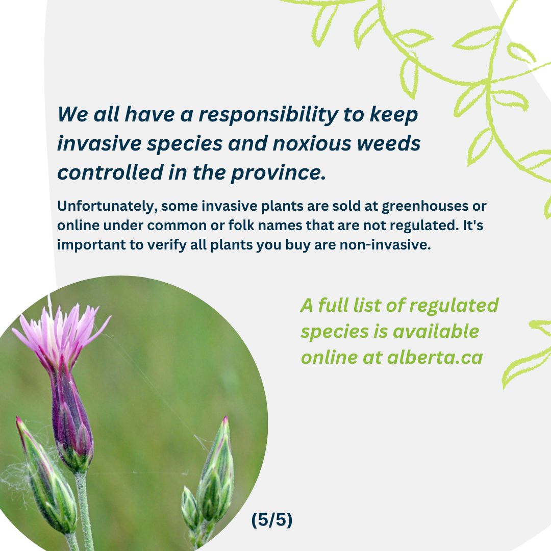 Some plants can do more harm than good when they spread into uncharted territory 🗺🚫 Learn about #noxiousweeds and #invasiveplant regulations in #alberta !

#ABclimate #ABenvironment