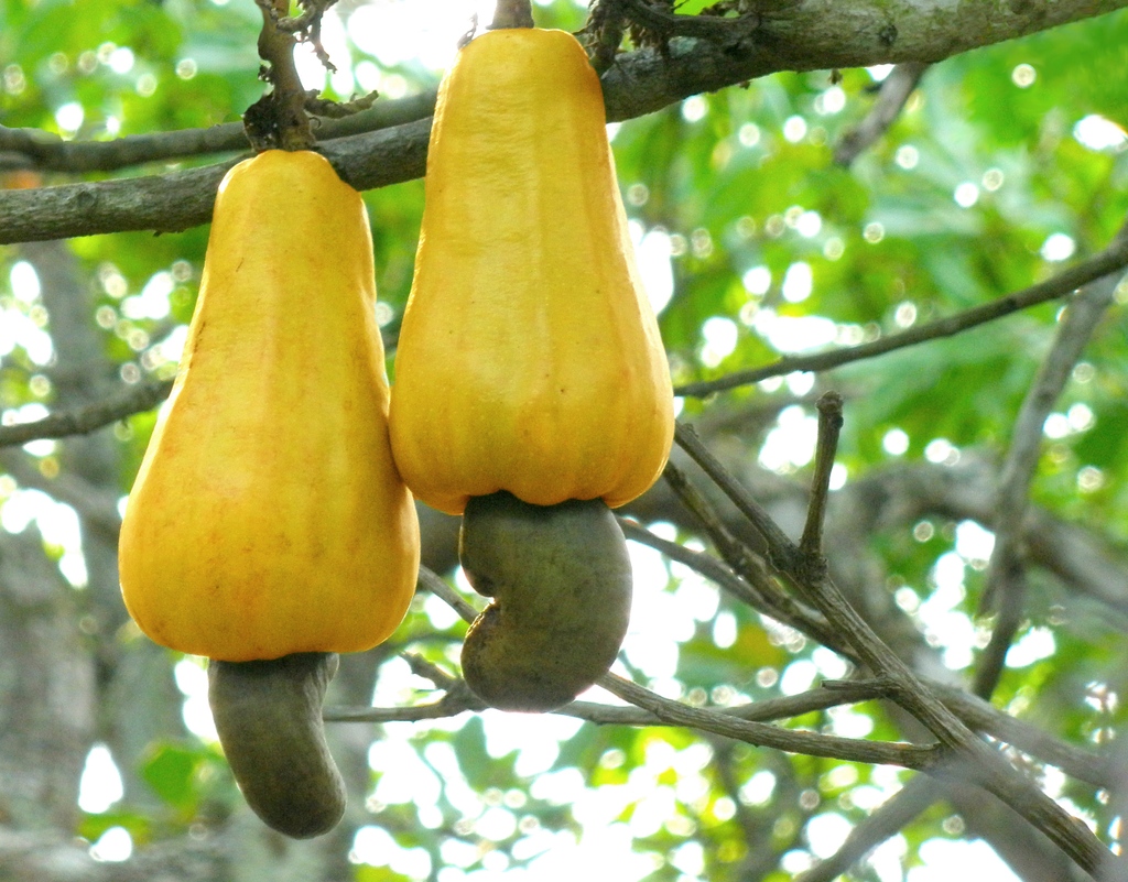 TREE NUT TRIVIA ⁠
⁠
did you know that Cashew nuts aren't even NUTS??⁠
they're actually seeds of the cashew fruit⁠
The more you know 😉