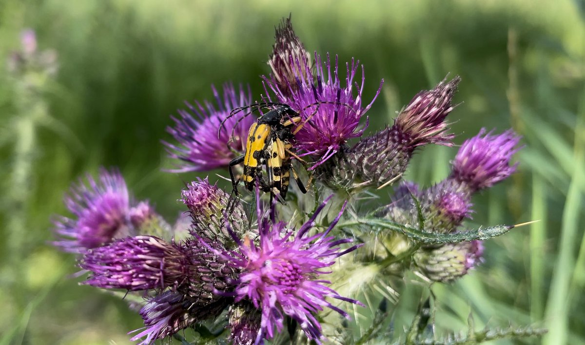 katysmith_20's tweet photo. Day 23 #30dayswild
A few moments of wetland calm and pony cuddles always welcome on a busy day ๐ฉถ
Marsh Thistle with Rutpela Maculata (Spotted Long Horn Beetle) and Opium Poppy on gravel track.
#Wetlands #WetlandWildlife #Fens #FenLife #ToughJob #wildflowerhour #thistles https://t.co/9TYyOnMPWm