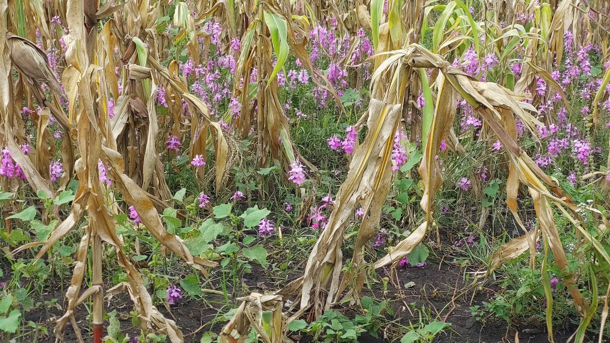 demi_farm's tweet photo. Which weed is this growing into the maize? https://t.co/Ah5Cirvq9T