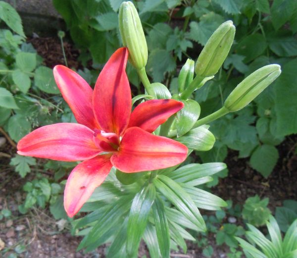 hindberryfrucht's tweet photo. #lilies #lilie https://t.co/nDaS9AQtFx