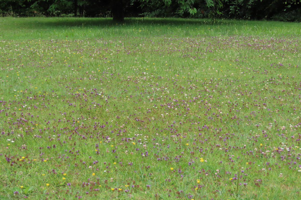This regularly mowed lawn is bursting with flowers. I stopped to chat to the lady who owns it, it was due to be mowed tonight! After a discussion & seeing how many #bumblebees & Meadow brown butterflies were in it, she has decided to delay mowing for a few weeks! Happy days!