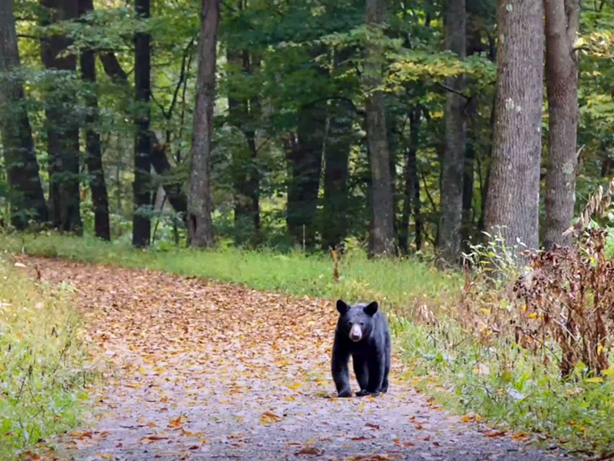 BigSouthForkNPS's tweet photo. Have you ever wondered what to do if you encounter a black bear in the park? Watch this video where a park wildlife biologist answers that question. https://t.co/MqYZHRm67A https://t.co/HgRjbuqPsn