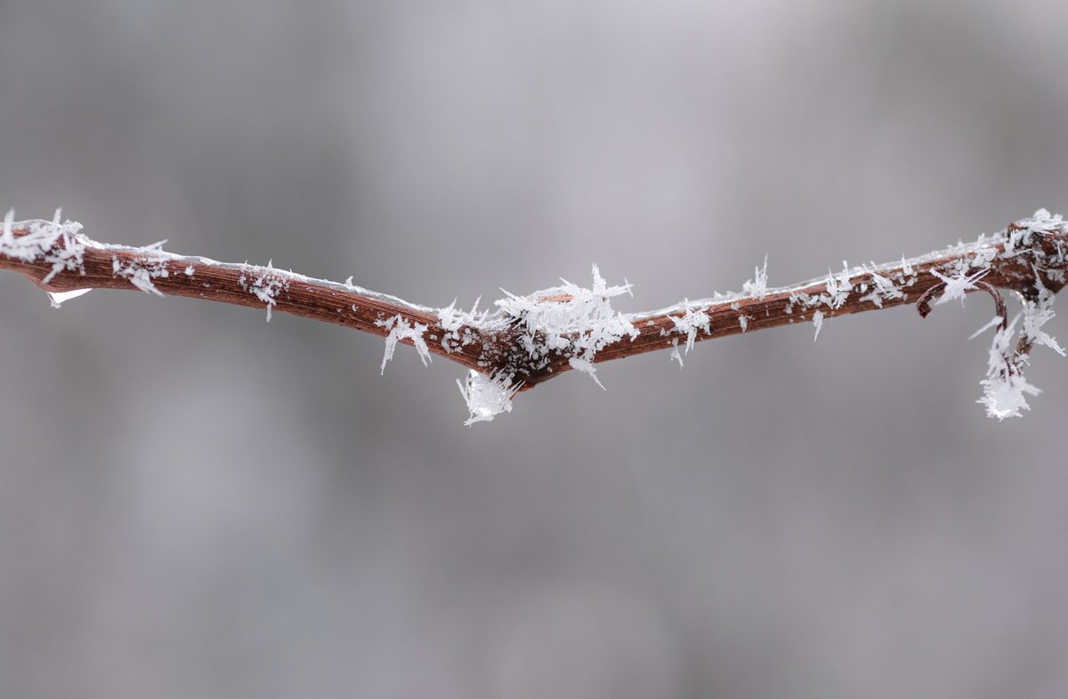 adrian_handzel's tweet photo. | Barbed Branch |
January 2021 https://t.co/oiUwyajwiL