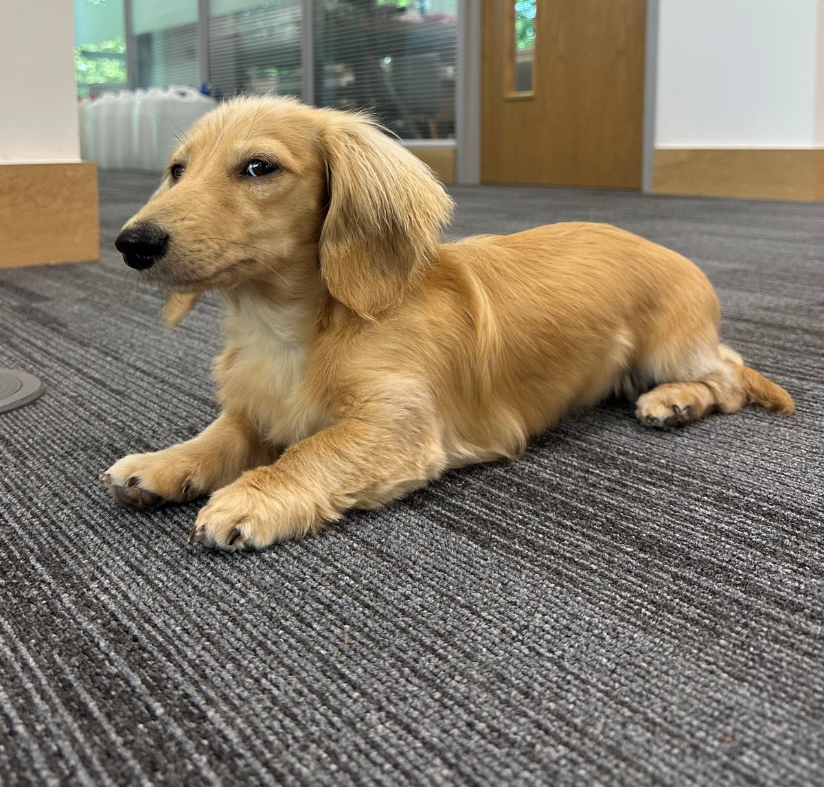 AddingstoneIS's tweet photo. It's national bring your dog to work day, and here's our cutest member of the team! 🐾🦮❤️

#addingstone #insurancebroker #minituredachshund #Margot #longhaireddachshund #bringyourdogtoworkday #addingstoneinsurance https://t.co/DxQ6VKsrHU