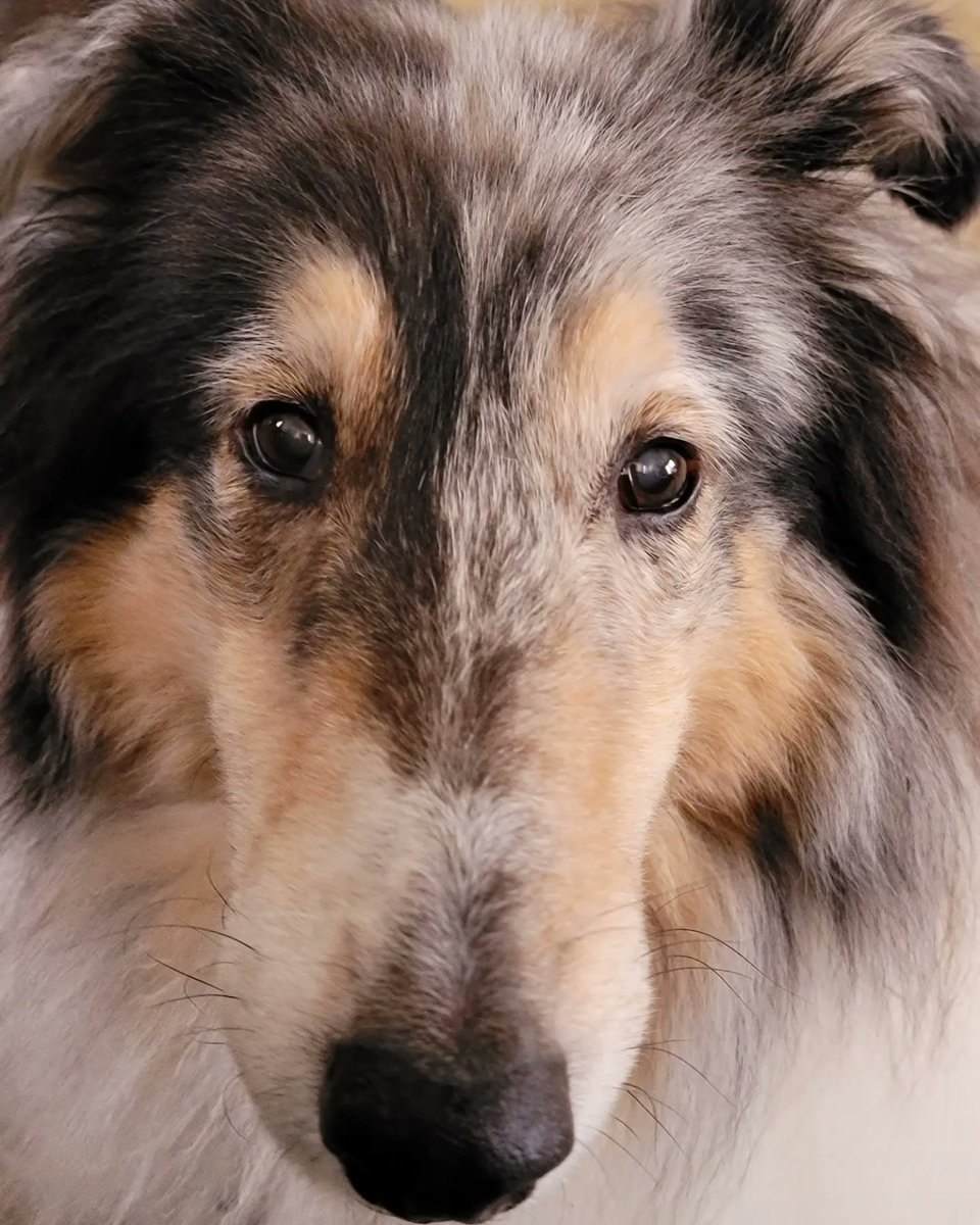 @BraydenCreation My babies❤️❤️ #roughcollie #rescued