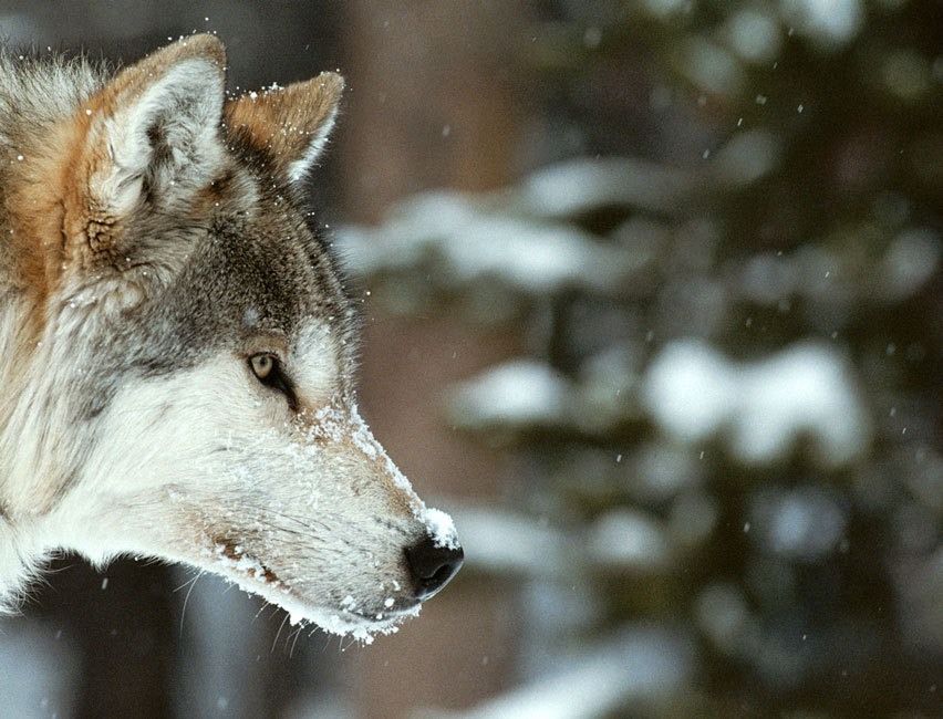 HourlyWolves presents: