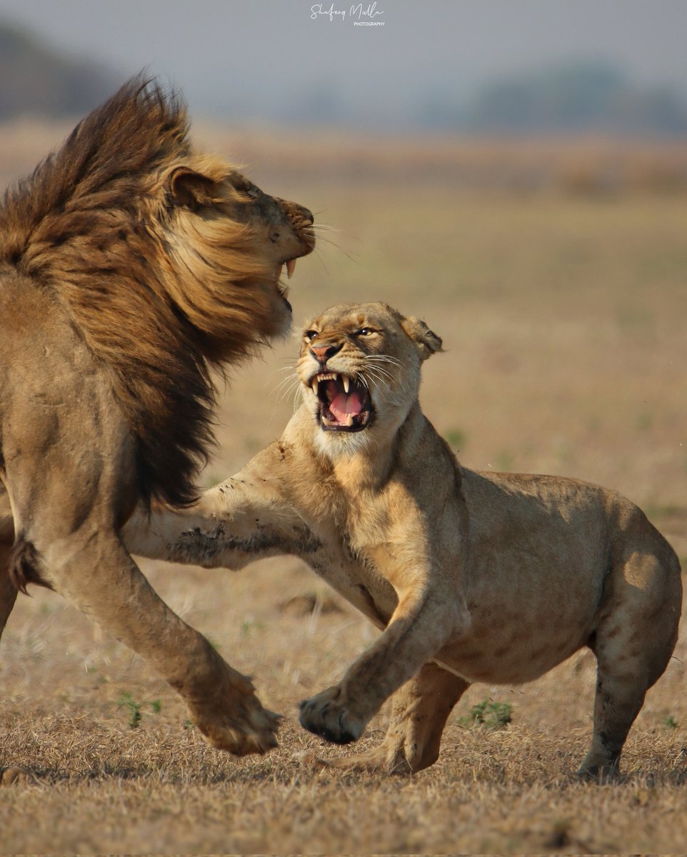 "No means No"

#lions #busangaplains #kafuenationalpark