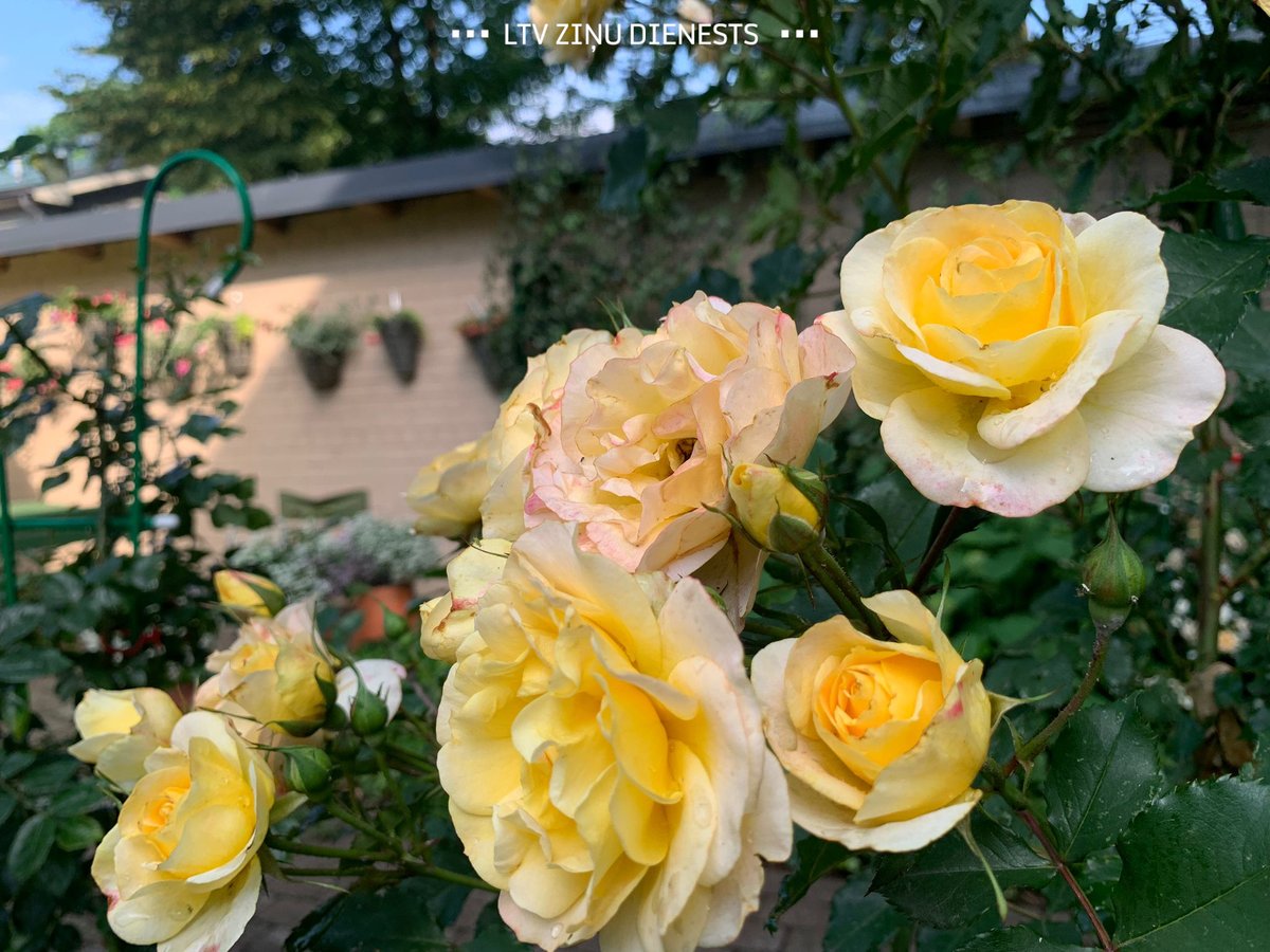 Ar savu darbu un saviem līdzekļiem pensionēta mākslas zinātniece Rīgā, Kalnciema ielā, iekopusi rožu dārzu. Tajā visu vasaru zied simt rožu šķirņu. Rožu dārzs ir publisks – radīts cilvēku priekam! lsm.lv/raksts/dzive--…