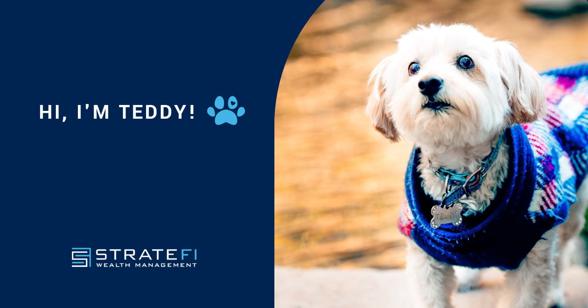 It's #TakeYourDogToWork Day and there's no better time to introduce you all to our little Teddy!