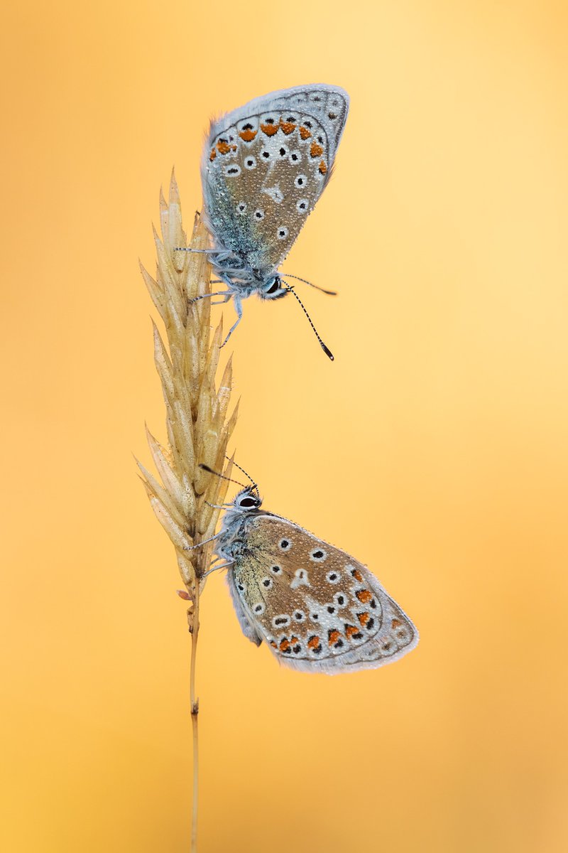 FInd 'The Best Habitats for Macro and Insect Photography' with Ross Hoddinott in this helpful tutorial!

1. Wetlands
2. Meadows
3. Heathland and moorland
4. Woodland
5. The coast
6. Gardens