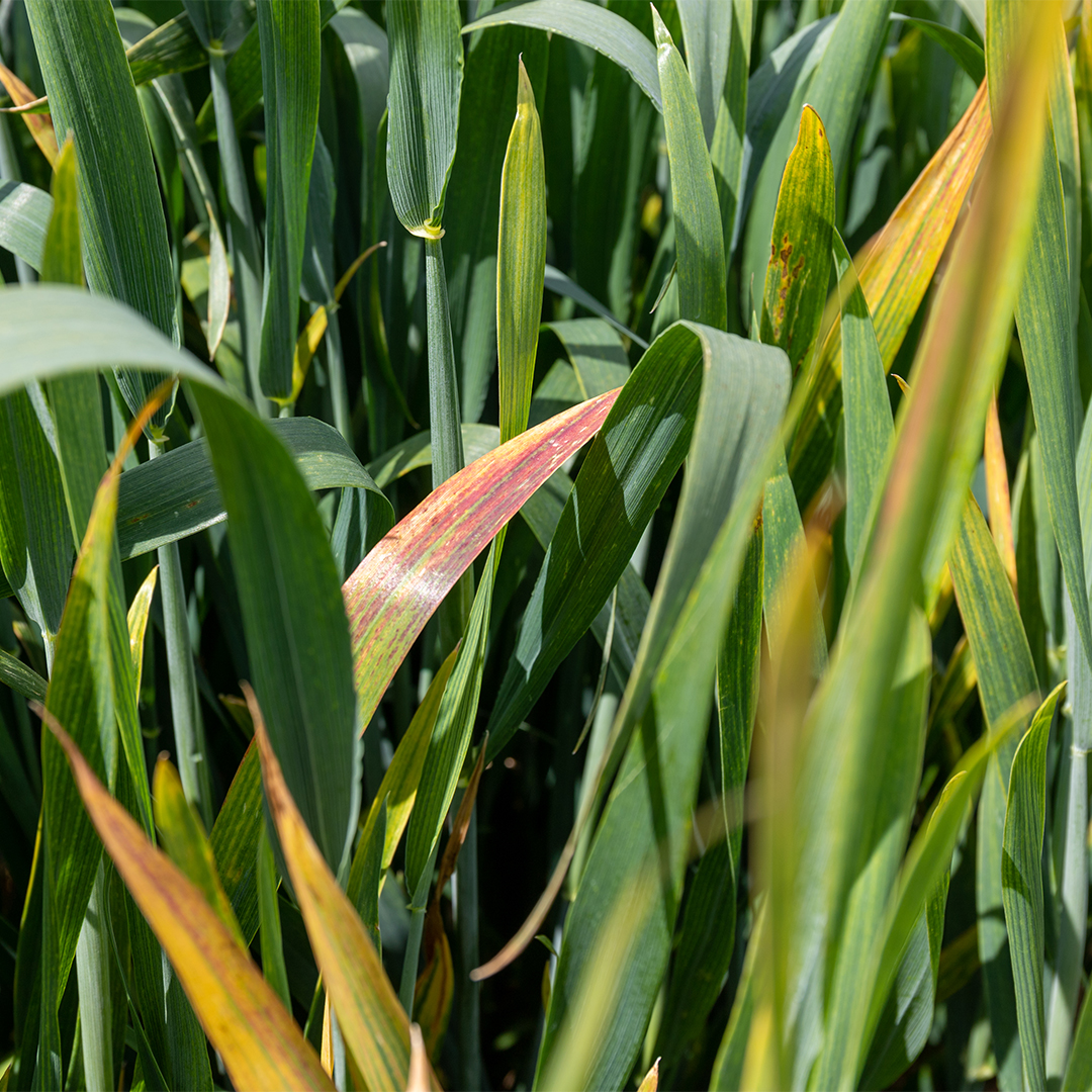 RAGT Seeds UK tweet media