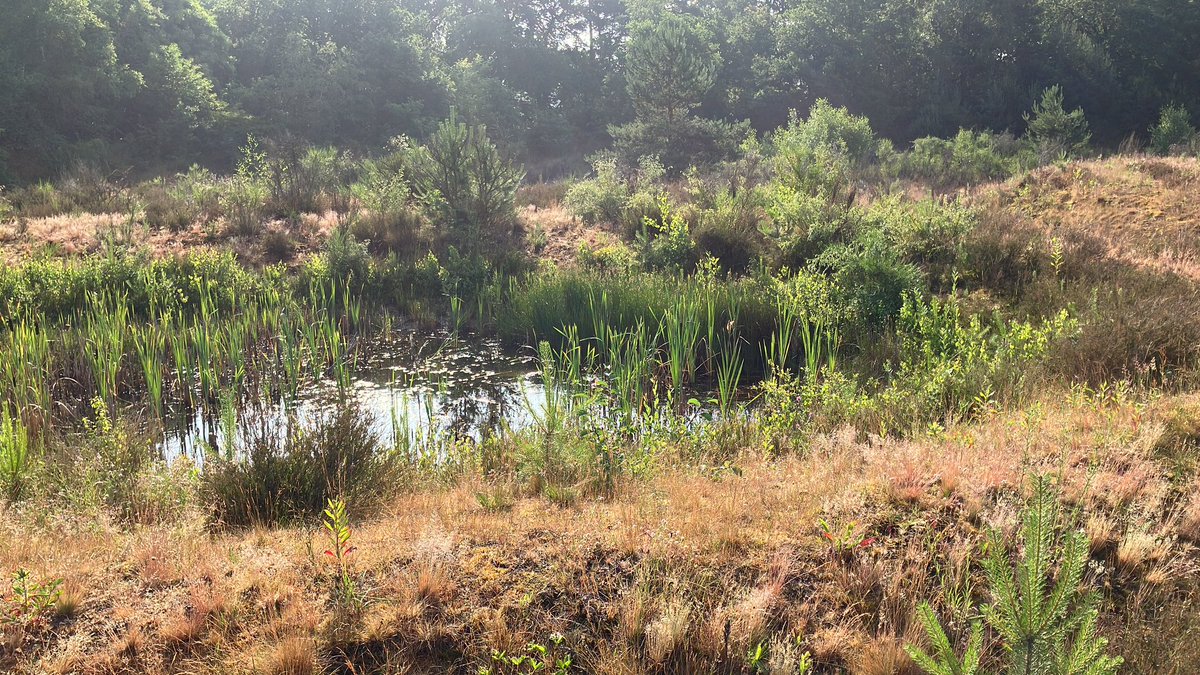 witblok's tweet image. #hardlopen @RCGenietroepen @NMMSoesterberg @UtrLandschap