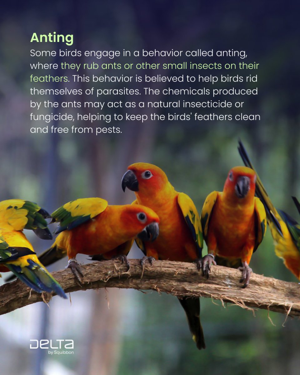 Squibbon_'s tweet photo. Did you know that birds are full of surprises? 🐦✨ 

These fascinating bird behaviors highlight the incredible diversity and adaptability of avian species, demonstrating their ability to utilize unique strategies for survival, communication, and resource acquisition.

#birding https://t.co/IEBoJOBtY0