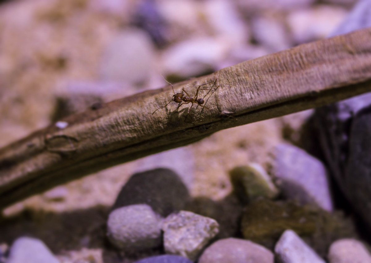 It's #InsectWeek 🐜
Did you know insects are the most diverse and ecologically important group of animals in land habitats? 💚

Our Deep Blue One exhibit is home to cockroaches, sunburst diving beetles, and leaf-cutter ants. 🌿

@insectweek 

#TheDeepHull #InsectWeek2023