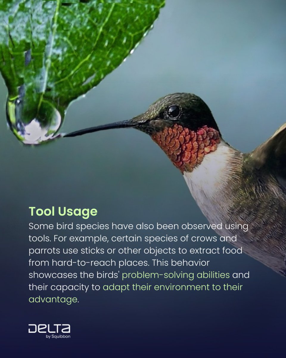 Squibbon_'s tweet photo. Did you know that birds are full of surprises? 🐦✨ 

These fascinating bird behaviors highlight the incredible diversity and adaptability of avian species, demonstrating their ability to utilize unique strategies for survival, communication, and resource acquisition.

#birding https://t.co/IEBoJOBtY0