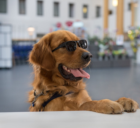 adiintl's tweet photo. Here is the beautiful Hitch hard at work for #TakeYourDogToWorkDay. Trained by ADI member @Osmoseasbl every day is #BringYourDogToWorkDay for Hitch. You are certainly one cool dude Hitch! #assistancedogs #lifechangers #dogs #dogsoftwitter https://t.co/5VyksGaS8G