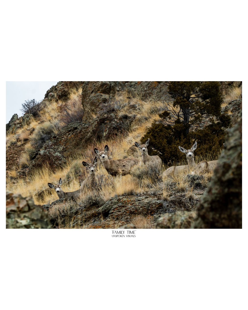 unspokenvisuals's tweet photo. Family Time
-
https://t.co/3E07uAoRf0
-
#deer #wildlifephotography #muledeer #muledeercountry #muledeerfoundation #muledeerbuck #muleymonday #muleycrazy #muleybuck #nature #naturephotography #naturelovers #unspokenvisuals #naturephotography #landscapephotography #wildlife https://t.co/or68gqB0KM