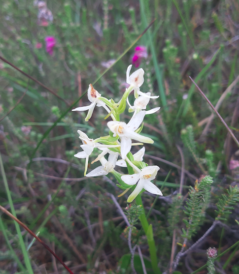 IPCC attended the #bogtrottersfestival organised by Clara Heritage Society and Community Wetlands Forum earlier today. Clara Bog SAC is bursting with colour including those of Oblong-leaved Sundew, Cross-leaved Heath and Lesser Butterfly-orchid to name a few.