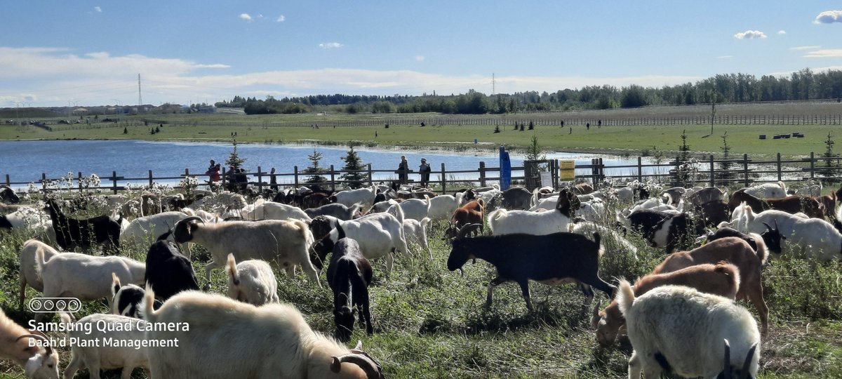 CityFortSask's tweet photo. Attention, we have some exciting news to bleat about! Our city goats are back! These adorable four-legged munching machines have returned to West River's Edge, armed with theirย insatiable appetites.
#WestRiversEdgeGoats #GrazingGurus #WeedWhackersUnleashedย #MeetTheGoats https://t.co/CHpcAQ7LIr